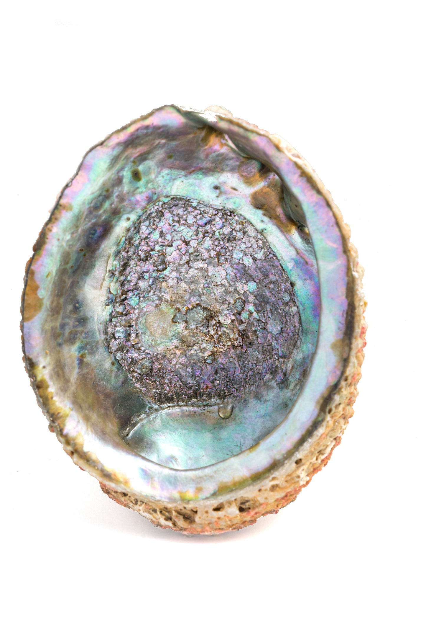 Abalone shell for smudging in New Beginnings Herbal Palo Santo Incense Kit