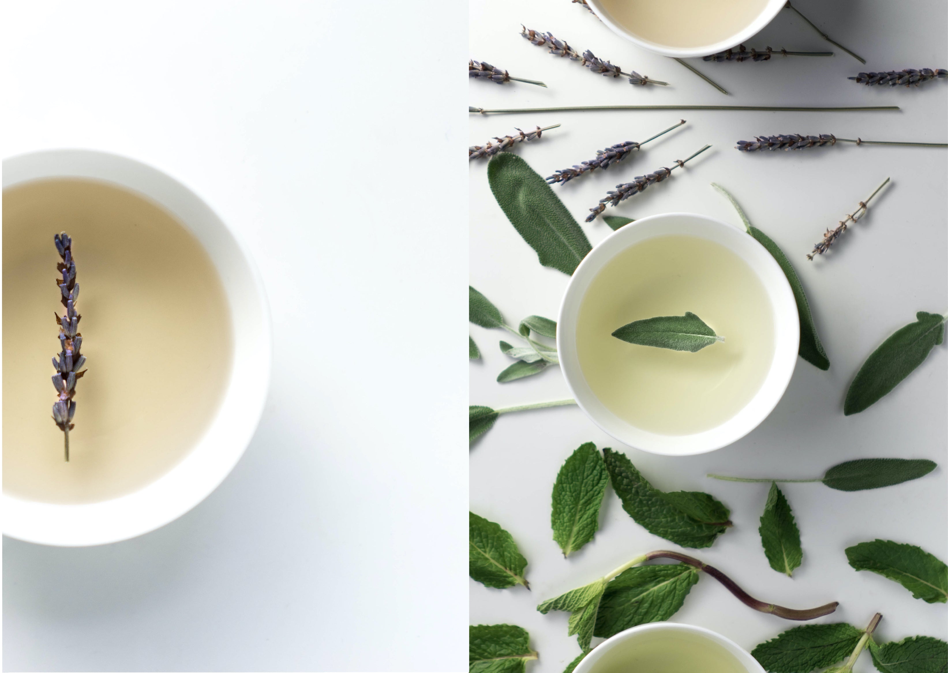everyday herbs